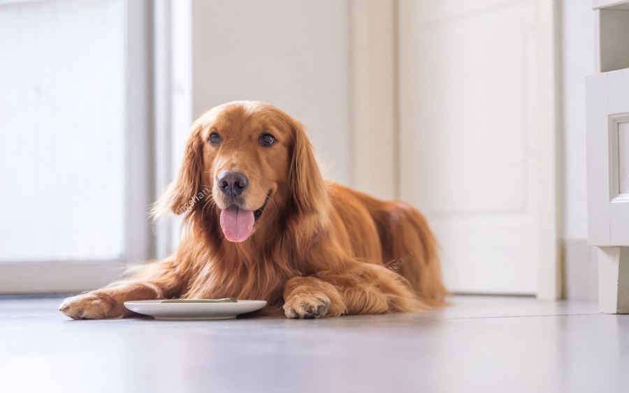 Sports Blend Dog Food Making Your Dog's Diet More Active