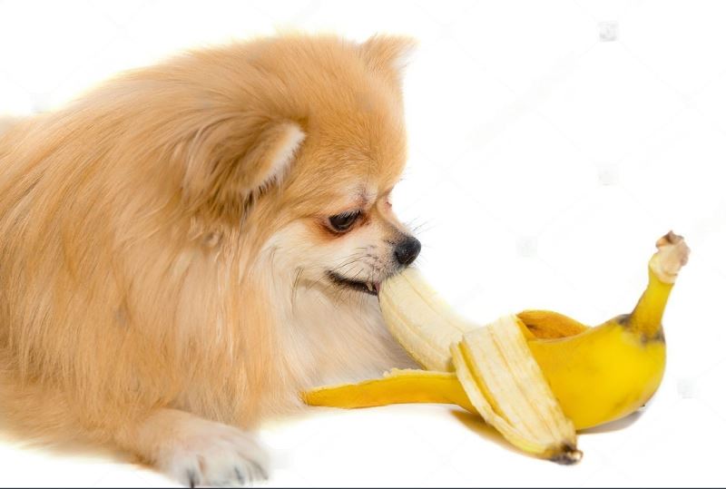 Can Dogs Eat Bananas