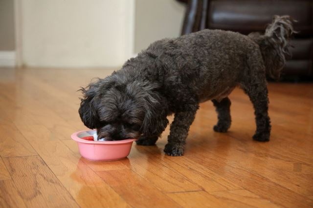 Can Dogs Eat Green Beans