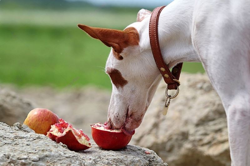 Can Dogs Eat Pomegranate The Yes and No answer