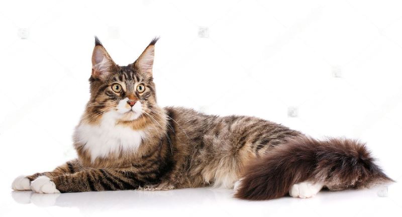 Maine Coon Cats Size