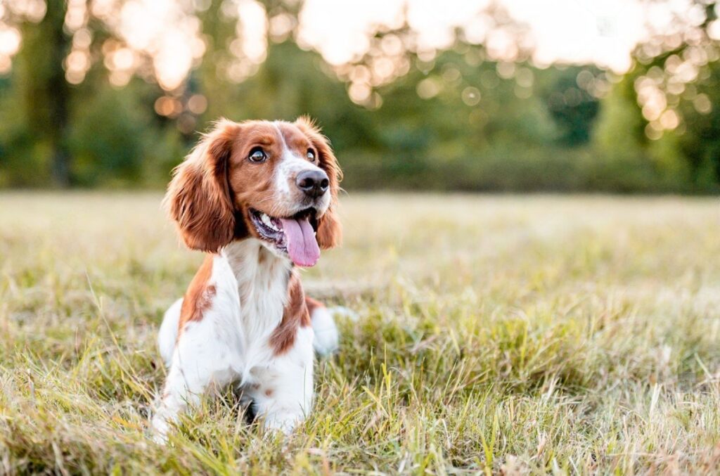 Doodle dogs breeds black and white big dog breeder in Spanish skinny