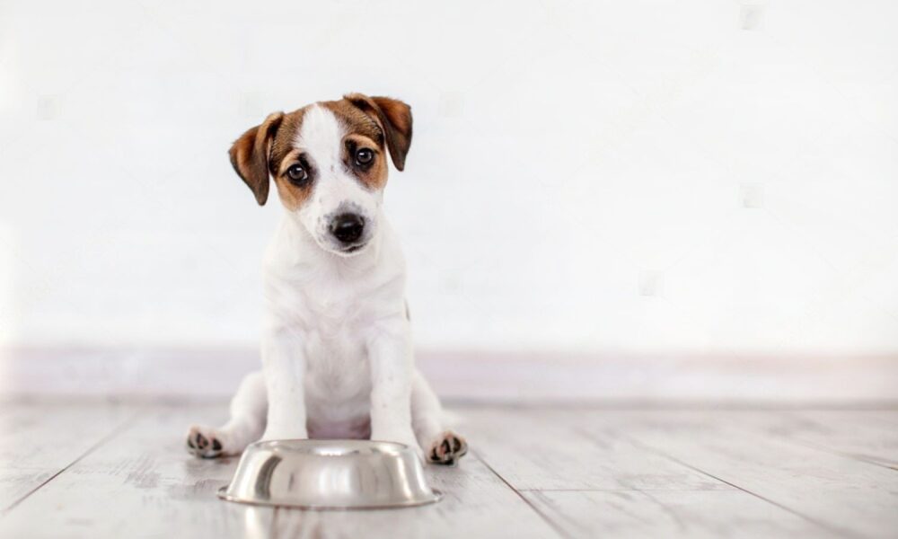 How Long Can Dogs Go Without Eating?