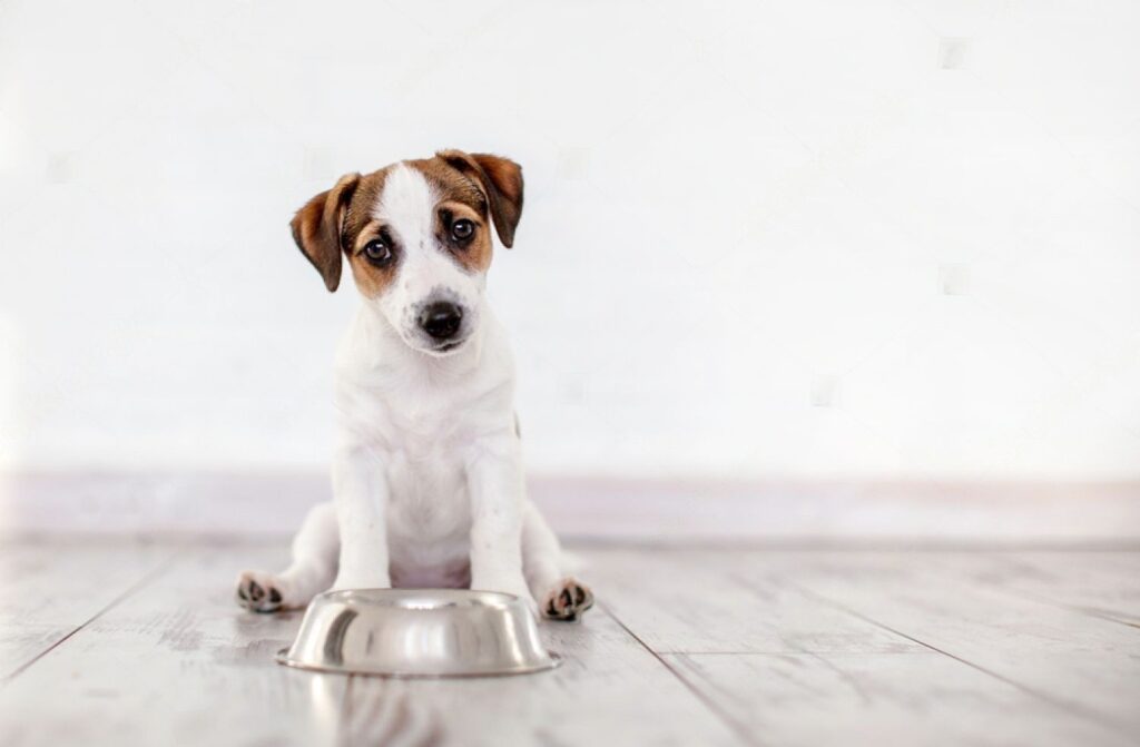 How Long Can Dogs Go Without Eating?