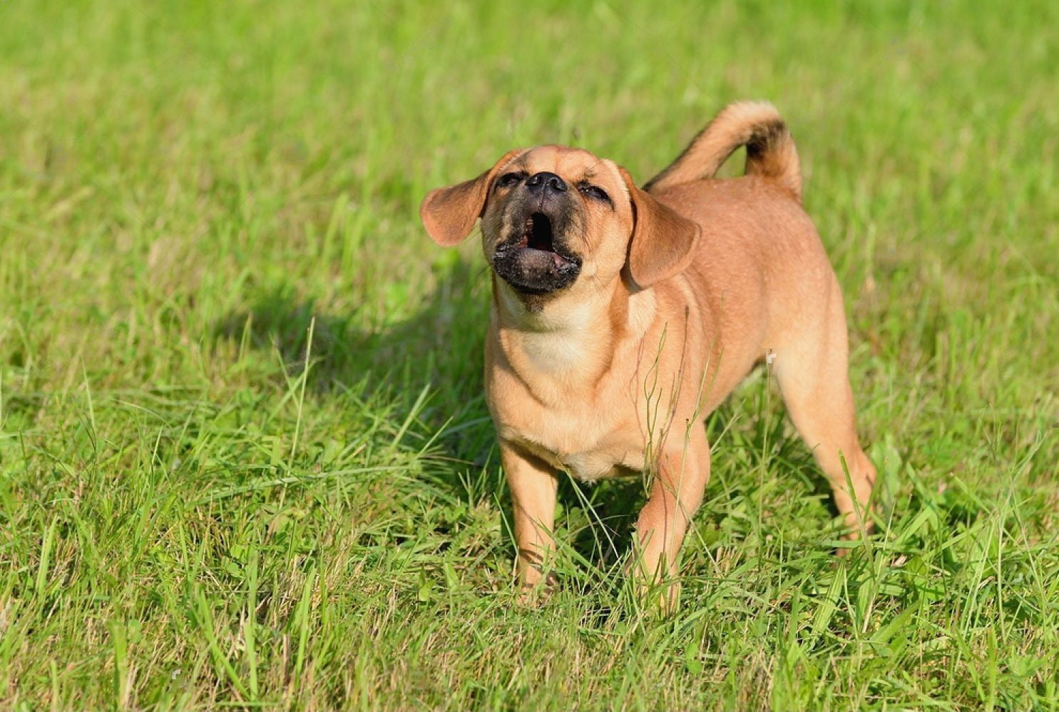 dog-in-due-date-movie-scene-in-car-spit-in-dogs-face-name-of-dog-in