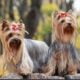 5 Ways to Exercise Your Dog