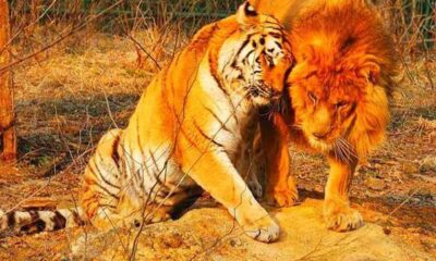 Lions vs Tigers: 5 Key Differences (And Who Would Win in a Fight)