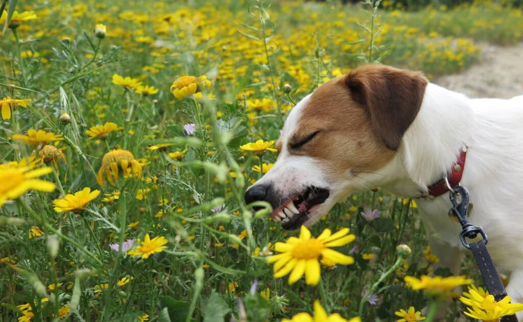 Is honeysuckle poisonous to dogs what to do if dog eats honeysuckle UsPetCares