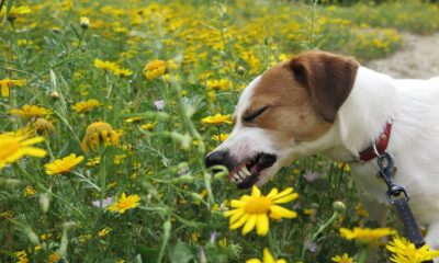 Is honeysuckle poisonous to dogs: what to do if dog eats honeysuckle