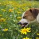 Is honeysuckle poisonous to dogs: what to do if dog eats honeysuckle