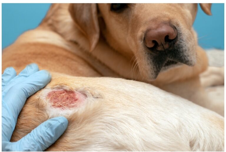 what-exactly-are-those-black-spots-on-a-dog-s-tongue