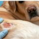 How to Get Your Dog to Take Pills After Surgery - Tips and Tricks for an Uncooperative Dog