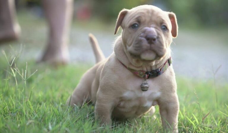 Micro Bullies Cost: For Sale, Price, Health Issues, Lifespan, Puppies ...