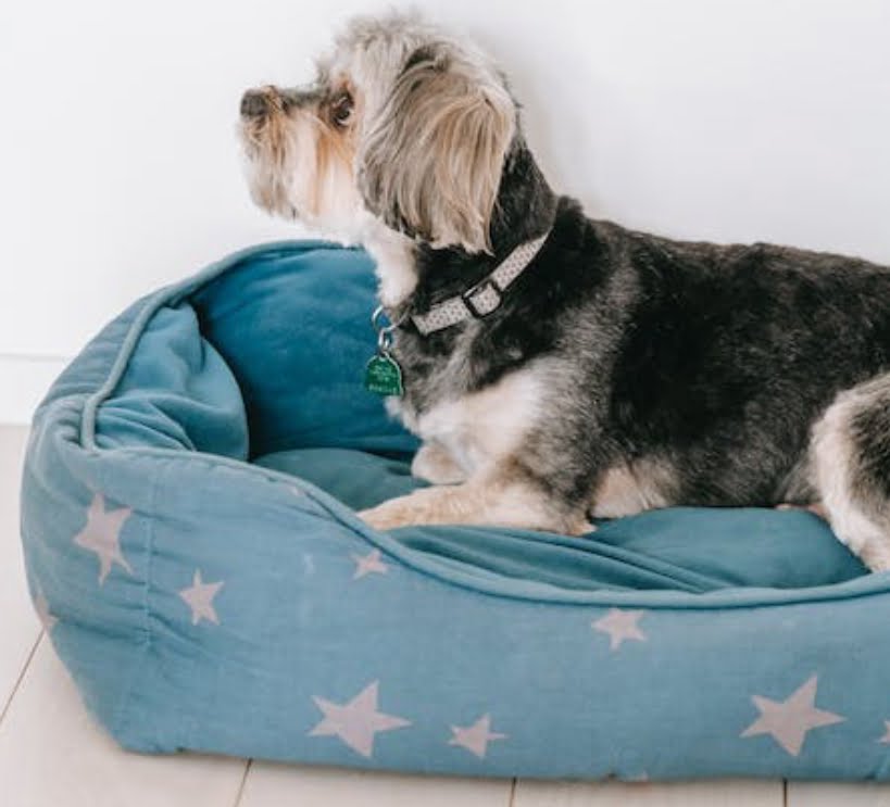 What Is The Use Of A Vibrant Life Dog Bed?