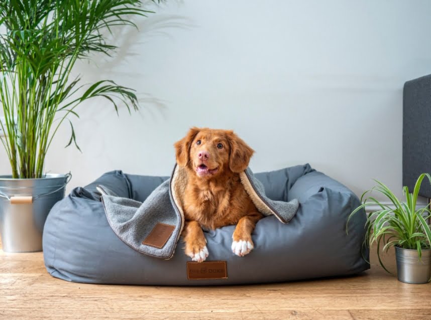 What Is The Use Of A Vibrant Life Dog Bed?