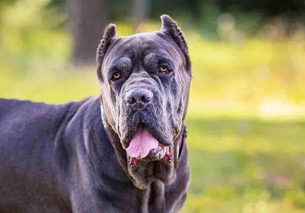 Do Cane corso shed, is cane corso dangerous? - UsPetCares