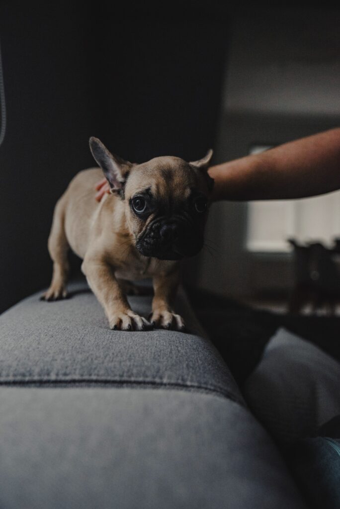 Why Is My Dog Afraid of Men? Causes and Solutions to Know