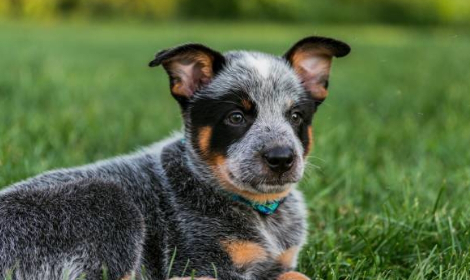 Blue Heeler Australia shepherd mix puppies, Rat Terrier and Border ...