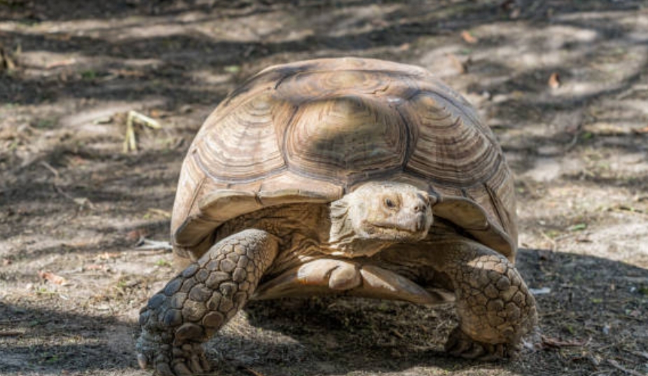 Sulcata Tortoise size: lifespan, food, How to care for Sulcata Tortoise ...