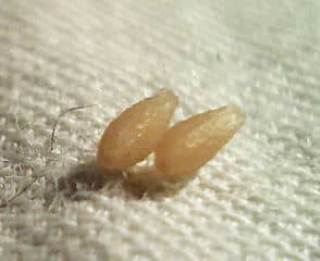 killing tapeworms with tobacco