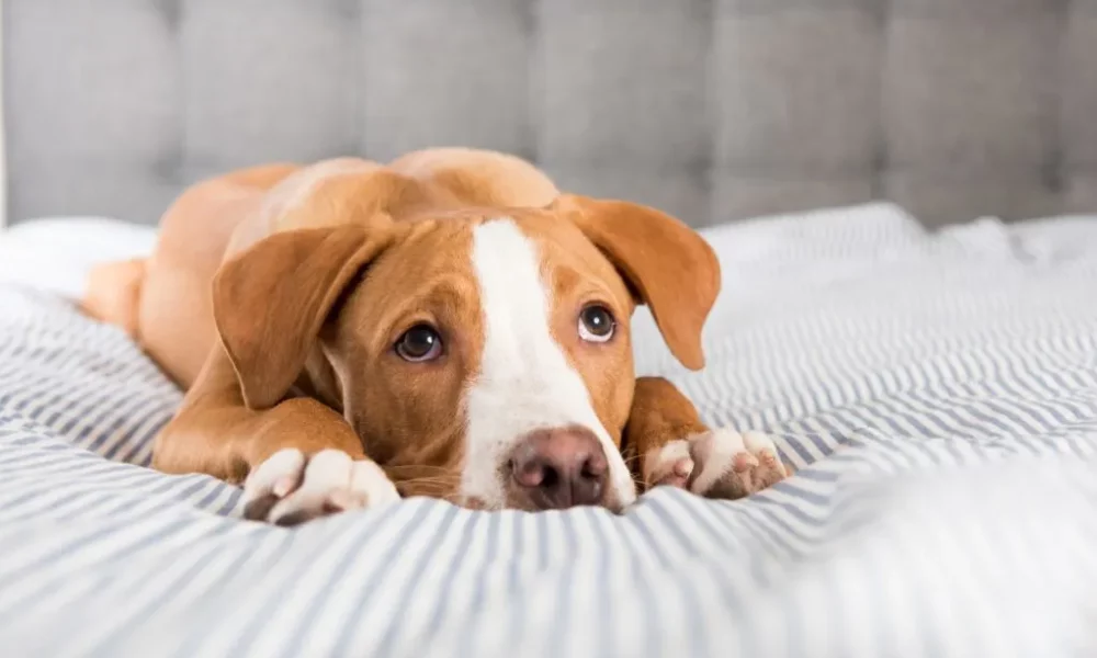 intelligence, and friendliness, they also often raise a question: Are Labradors lazy? This article discusses the core attributes