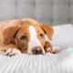 intelligence, and friendliness, they also often raise a question: Are Labradors lazy? This article discusses the core attributes