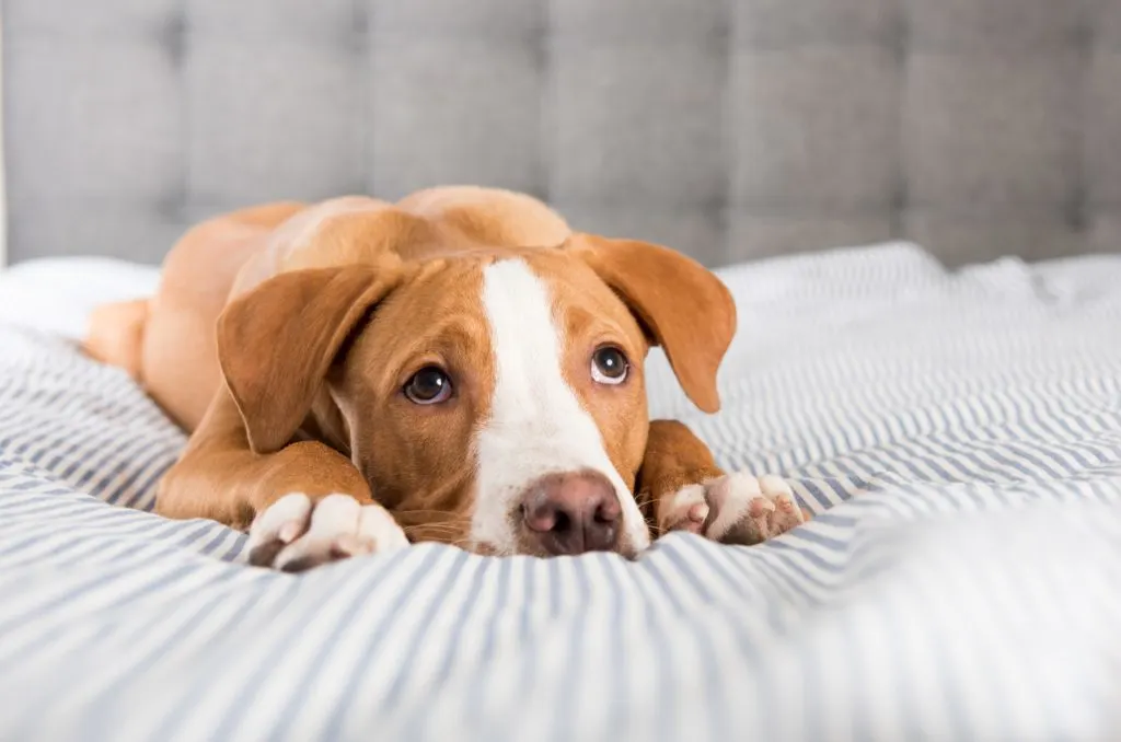 intelligence, and friendliness, they also often raise a question: Are Labradors lazy? This article discusses the core attributes
