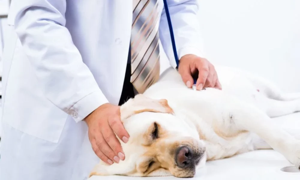 20 Most Common Dog Skin Problems