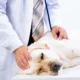 20 Most Common Dog Skin Problems