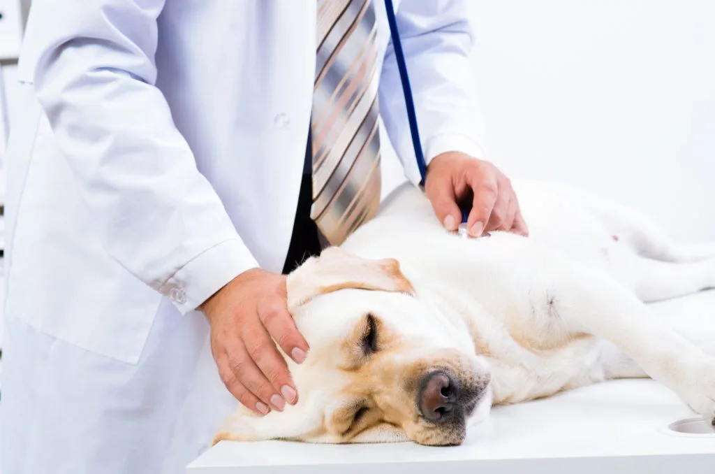 Is My Dog Sick? Signs Of Illness In Dogs