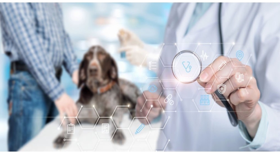 The Business of Dog Grooming: Online Courses for Entrepreneurs