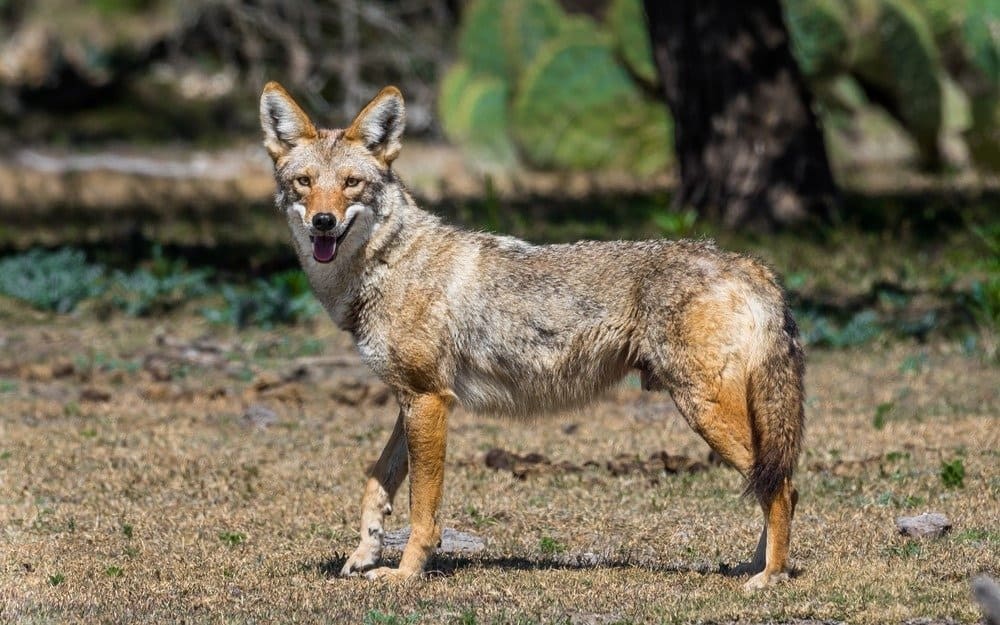 Do Coyotes Eat Rabbits: What does Coyote eat?