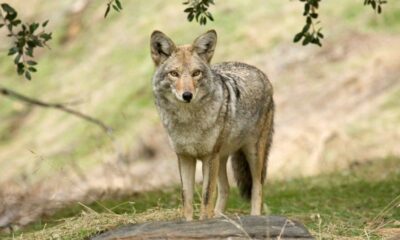 Do Coyotes Eat Rabbits: What does Coyote eat?