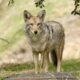 Do Coyotes Eat Rabbits: What does Coyote eat?