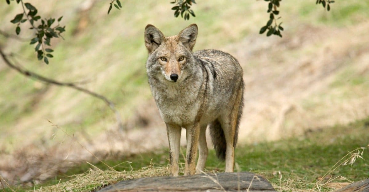 Do Coyotes Eat Rabbits: What does Coyote eat? - UsPetCares