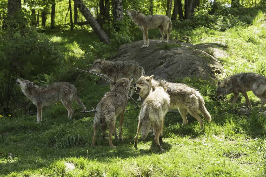 Do Coyotes Eat Rabbits: What does Coyote eat? - UsPetCares