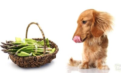 Can Dogs Eat Asparagus? can dogs eat asparagus cooked