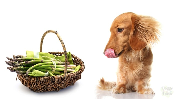 Can Dogs Eat Asparagus? can dogs eat asparagus cooked