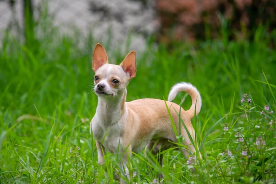 Chihuahua Cordi Mix: Long Haired, Mixed Breeds, Pitbull Puppies For ...