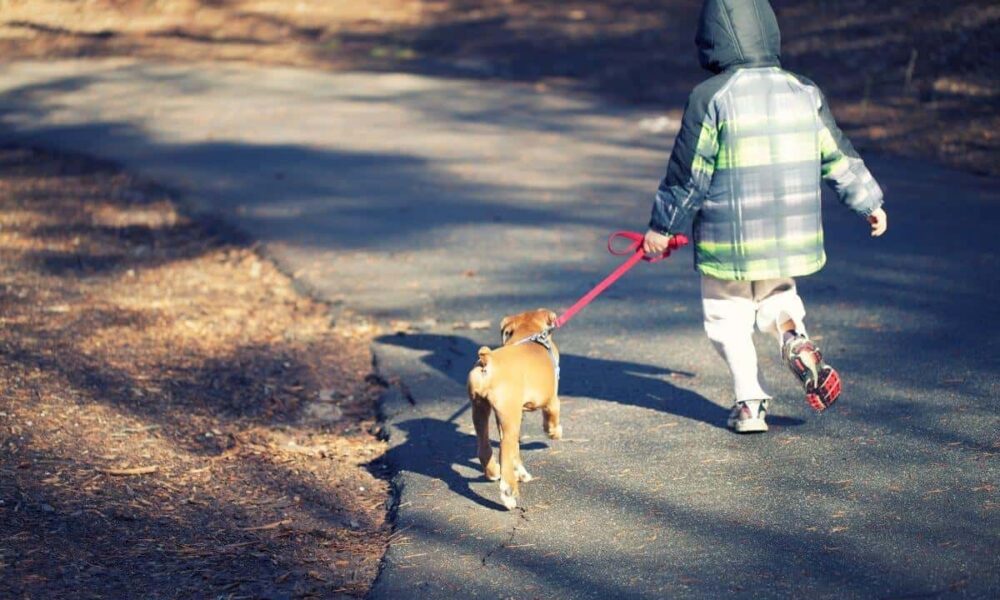 Puppy Refuses to Walk: 5 Easy Training Tips to Try