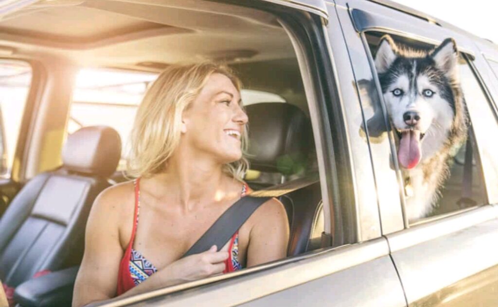 How to Keep Your Dog Cool in the Car During the Summer!