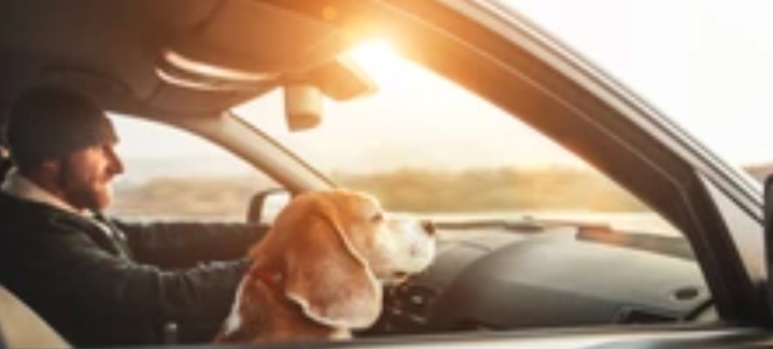 How to Keep Your Dog Cool in the Car During the Summer!