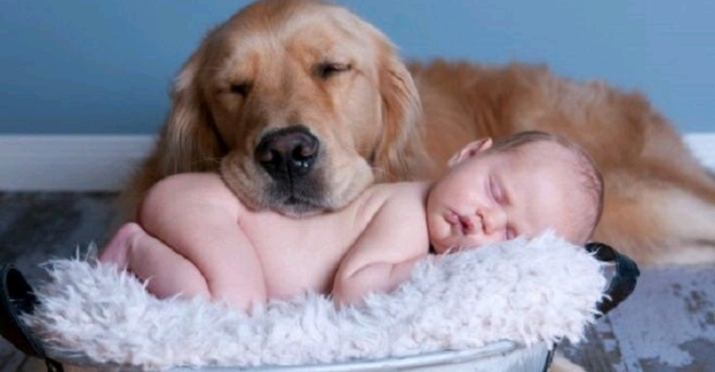 Why Golden Retrievers Are The Worst Dogs