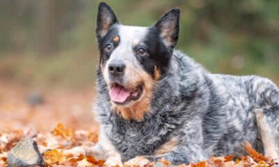 Blue Heeler And Corgi Mix: Size, puppies, Cost, Health, Adopt Care Pictures