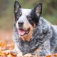 Blue Heeler And Corgi Mix: Size, puppies, Cost, Health, Adopt Care Pictures