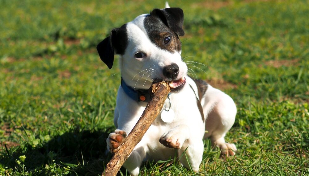 Dog Chewing Wood Nutrient Deficiency: Diseases, Symptoms and Anaemia