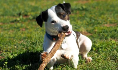Dog Chewing Wood Nutrient Deficiency: Diseases, Symptoms and Anaemia