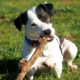 Dog Chewing Wood Nutrient Deficiency: Diseases, Symptoms and Anaemia