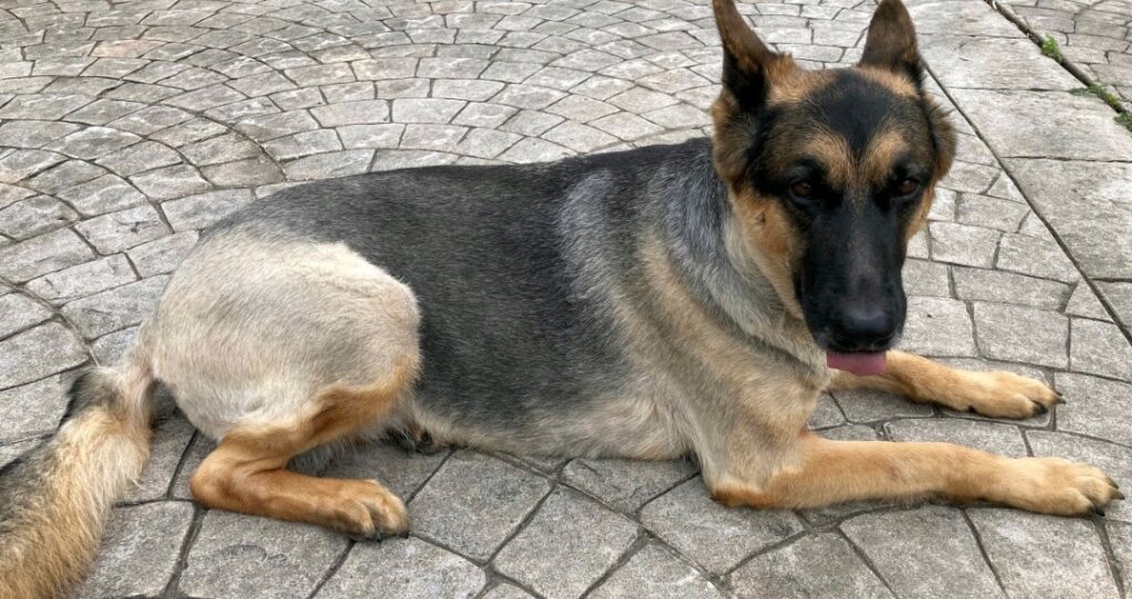 Shave A German Shepherd Can You Shave A German shepherd UsPetCares