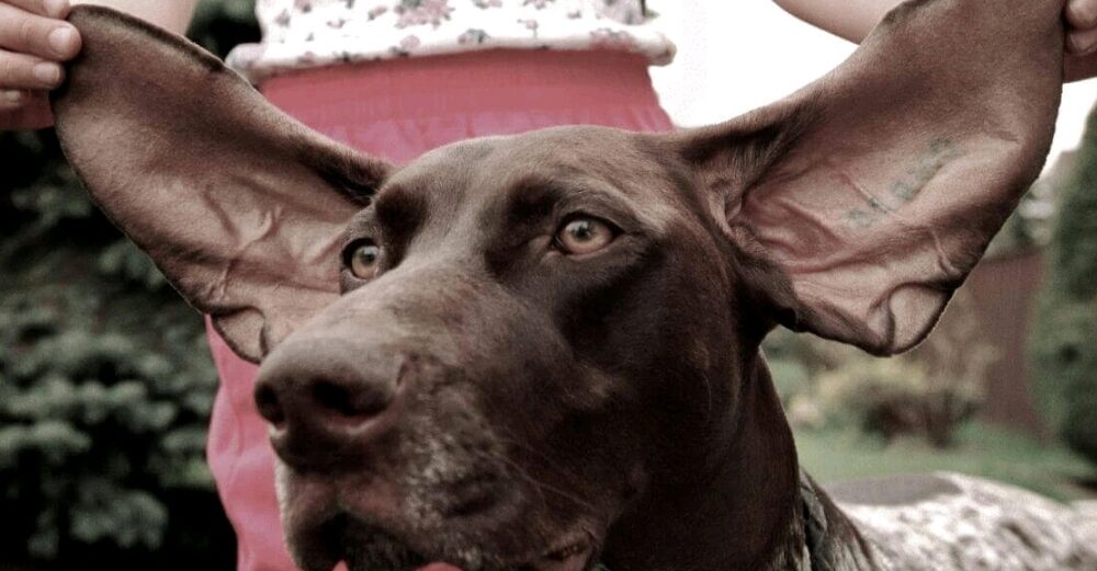 Why Are Dogs Ears So Soft: Why is the fur on my dogs ears so soft